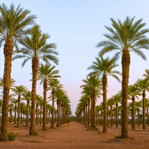 palm 3